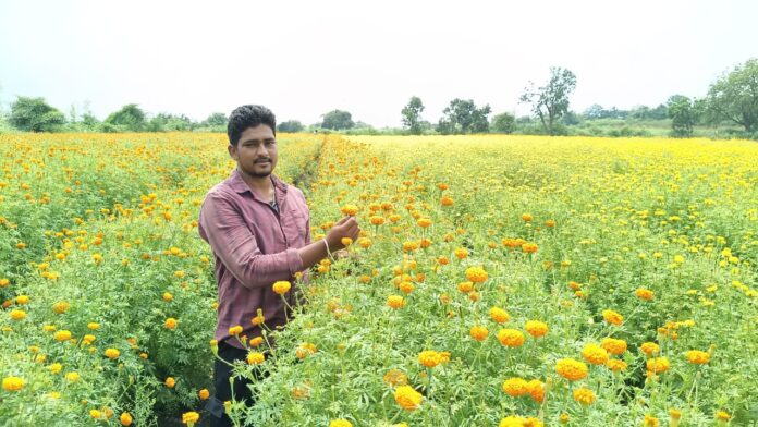 ಚೆಂಡು ಹೂವು ಕೃಷಿ