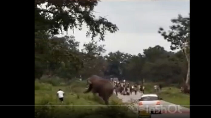 ಗುಂಡ್ಲುಪೇಟೆ, ಆನೆ, ಅರಣ್ಯ ಇಲಾಖೆ, ದಂಡ, Gundlupet, Elephant, Forest Department,