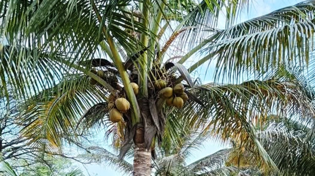 coconut