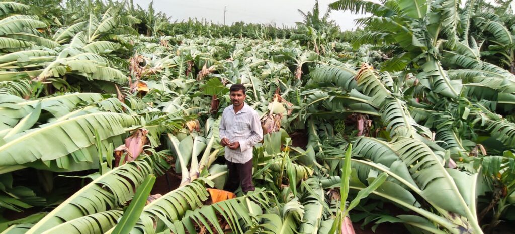 collapsed banana plants