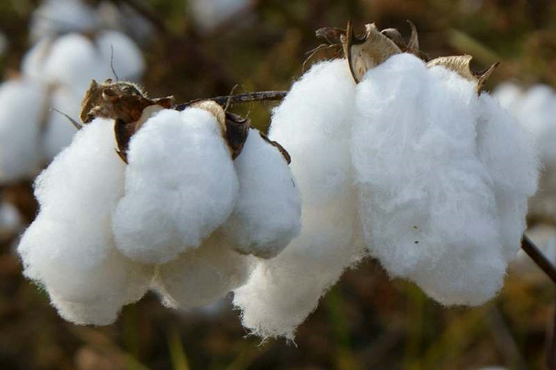 cotton field3