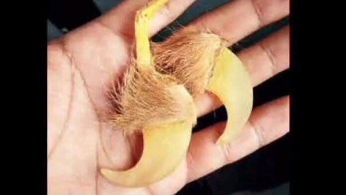 selling tiger claws