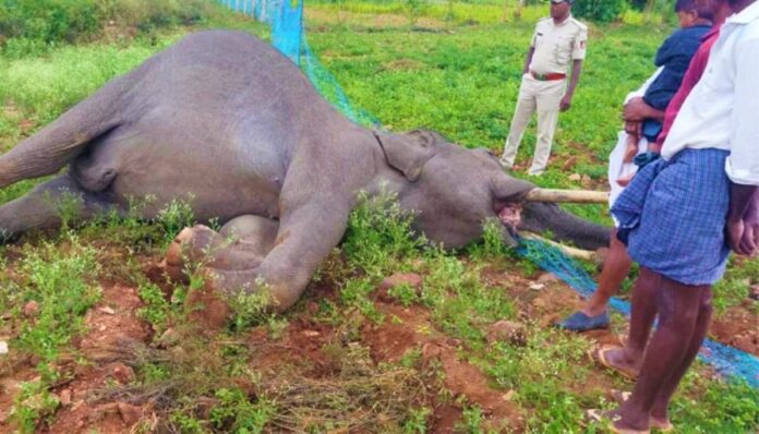 elephant-2