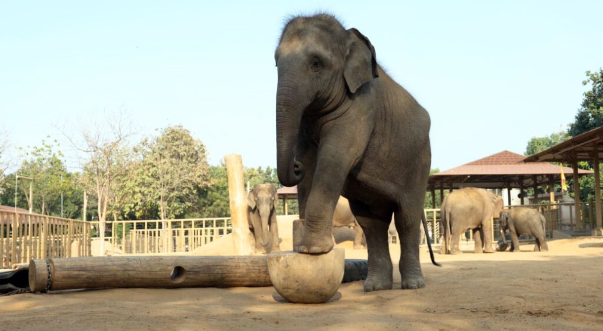 ವನತಾರದಲ್ಲಿ ಆನೆ