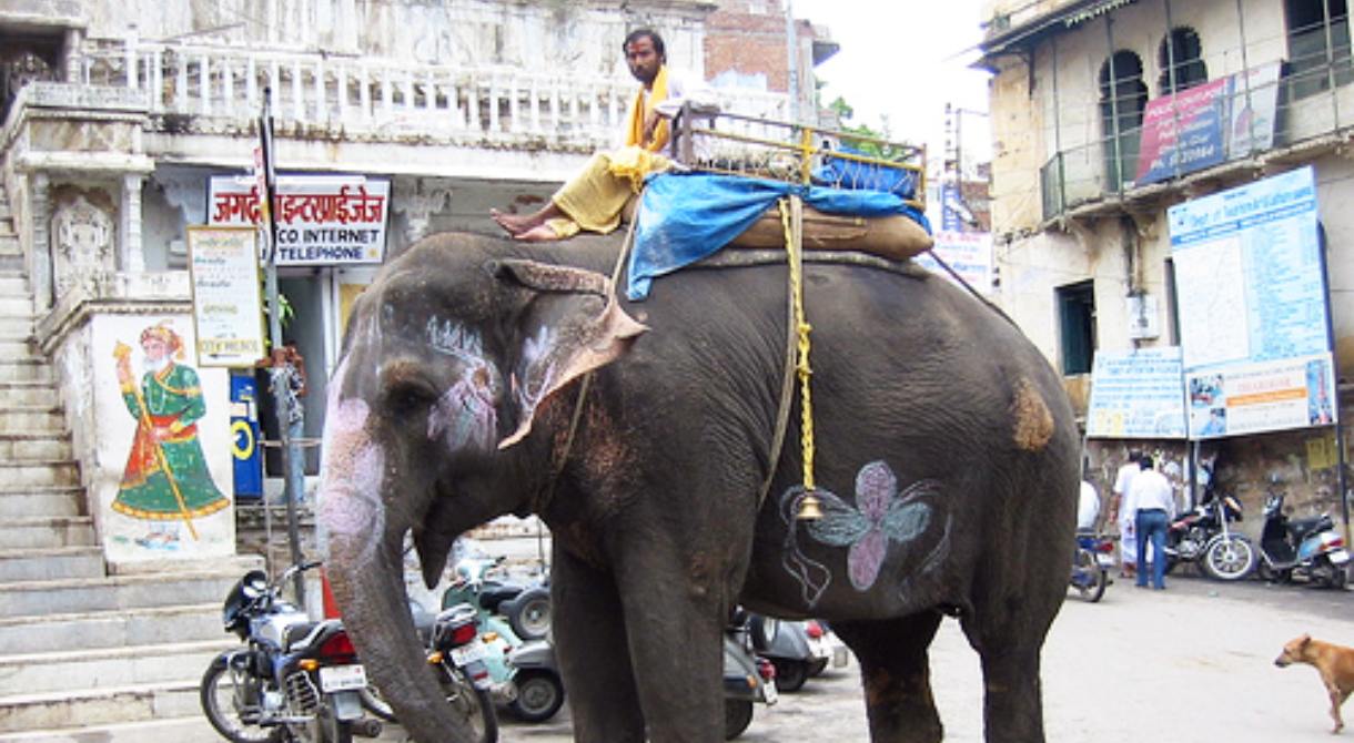 ಭಿಕ್ಷೆ ಬೇಡುತ್ತಿರುವ ಆನೆ