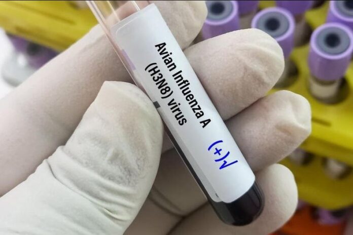 h3n8