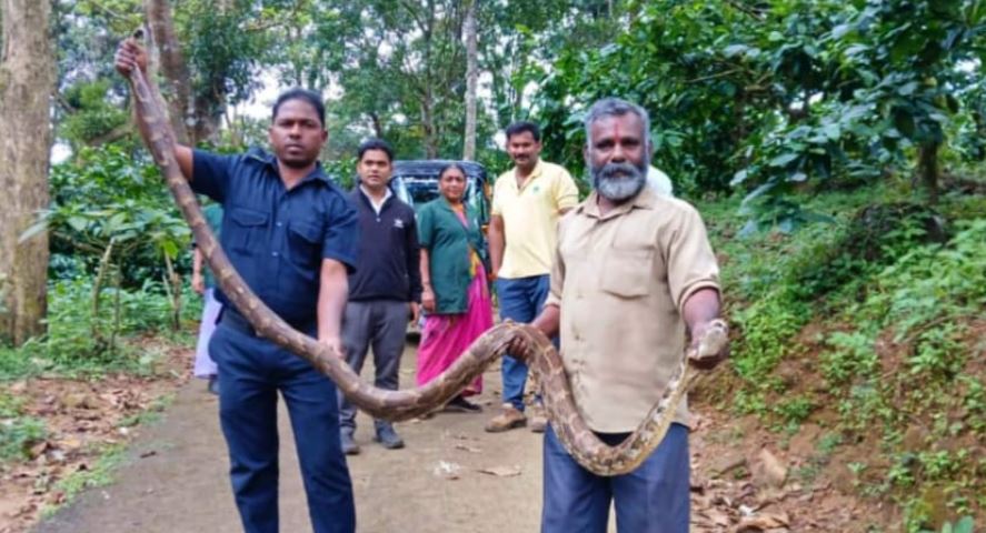 Hadunkuru Pujava ಕೊಡಗು | ಖಾಸಗಿ ರೆಸಾರ್ಟ್ನ ಕಾಫಿ ತೋಟದಲ್ಲಿ ಭಾರೀ ಗಾತ್ರದ ಹೆಬ್ಬಾವು ಪತ್ತೆ