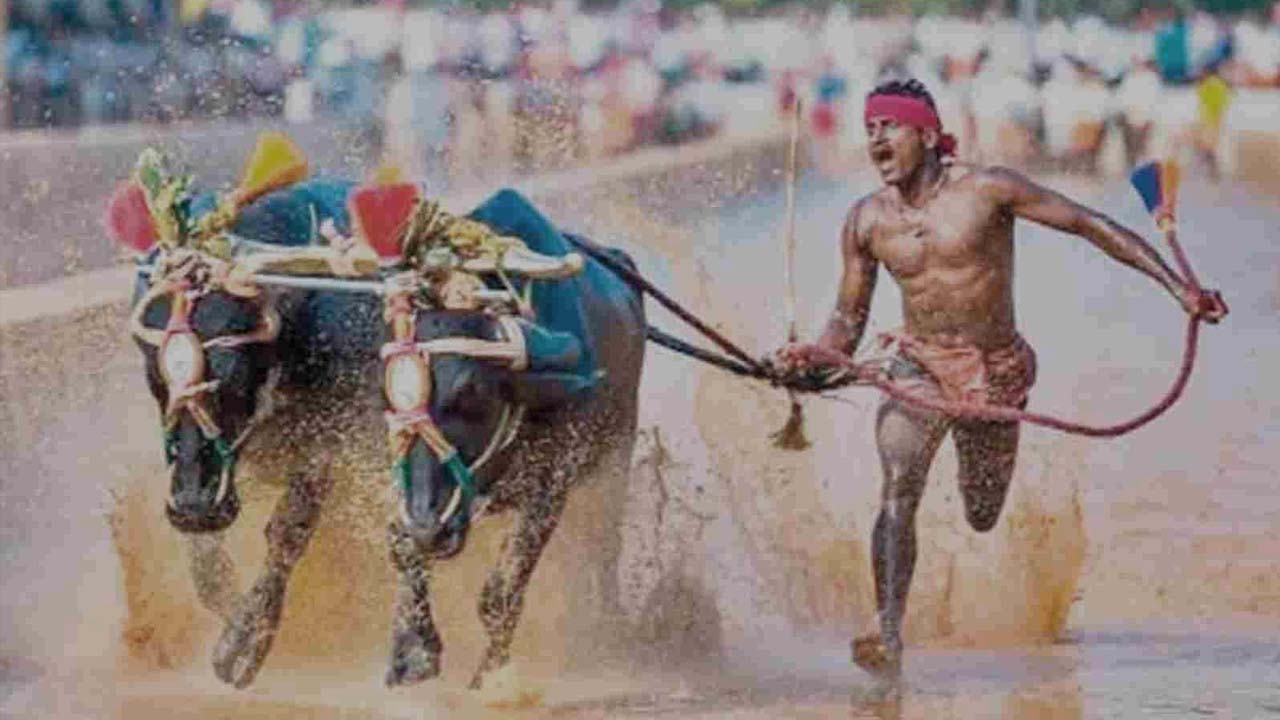 kambala 1