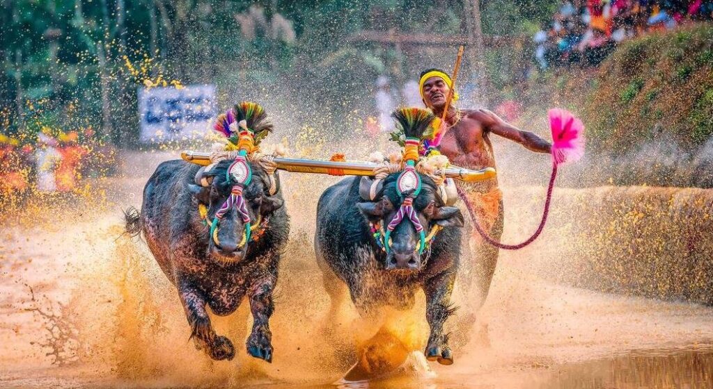 kambala in bengaluru