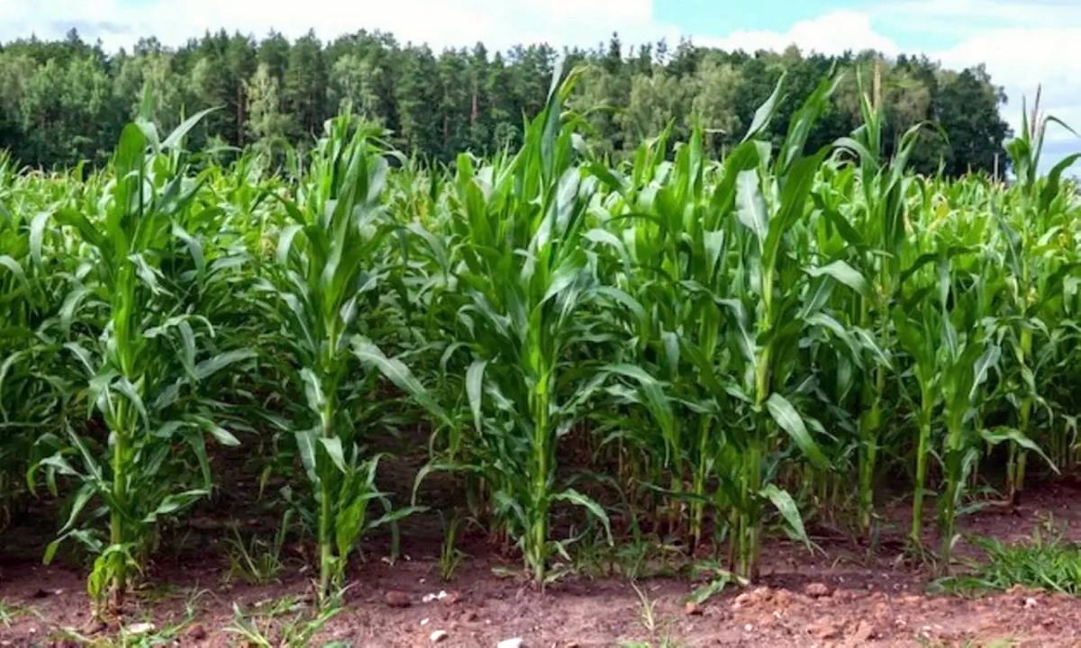 ಮುಸುಕಿನ ಜೋಳ