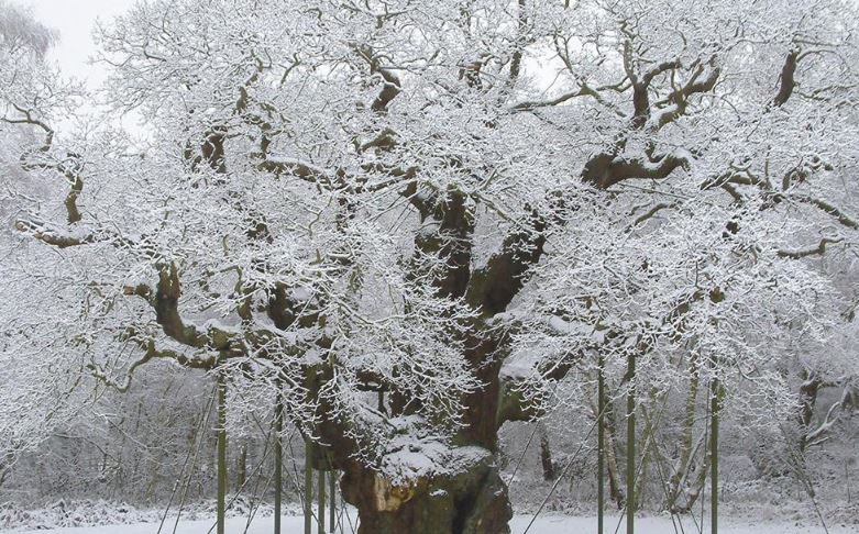 oak 3