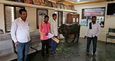 ಬೆಳಗಾವಿ | ಅಧಿಕಾರಿಗಳ ನಿರ್ಲಕ್ಷ್ಯ ಗ್ರಾಮ ಪಂಚಾಯಿತಿಯಲ್ಲಿ ಎಮ್ಮೆ ಕಟ್ಟಿ ಆಕ್ರೋಶ