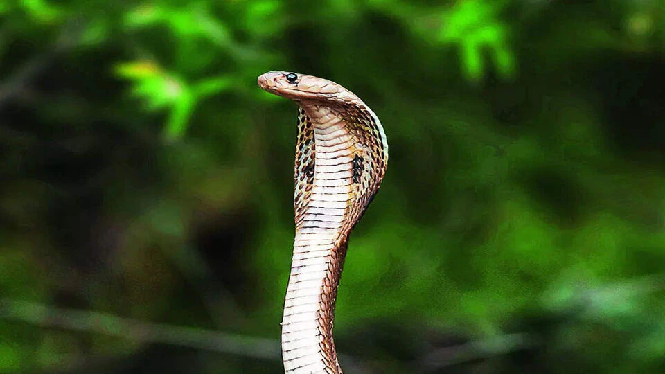 snake