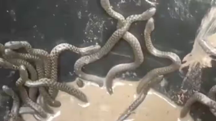 ಹಾವುಗಳು