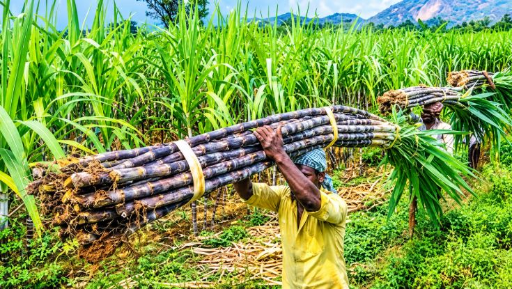 sugar cane 1