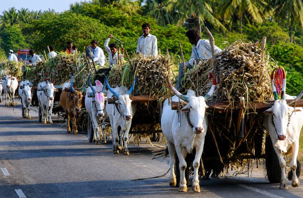 sugar cane 2
