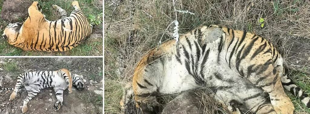 tigers