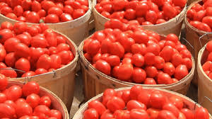 tomato 2