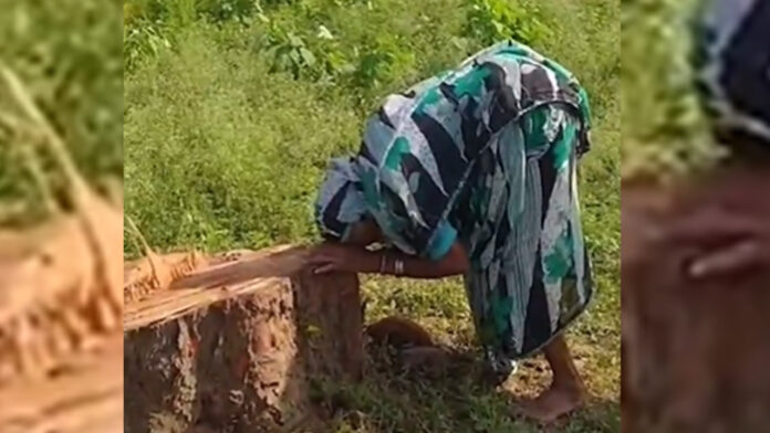 ಮರ, ಛತ್ತೀಸ್&zwnj;ಘಡ, ಪ್ರಕೃತಿ ನಾಶ, Tree, Chhattisgarh, Nature Destruction,