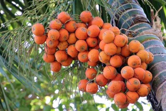 ಅಡಕೆ ಬೆಳೆ