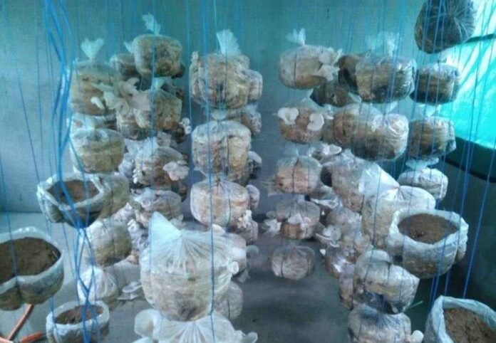 ಅಣಬೆ ಕೃಷಿ