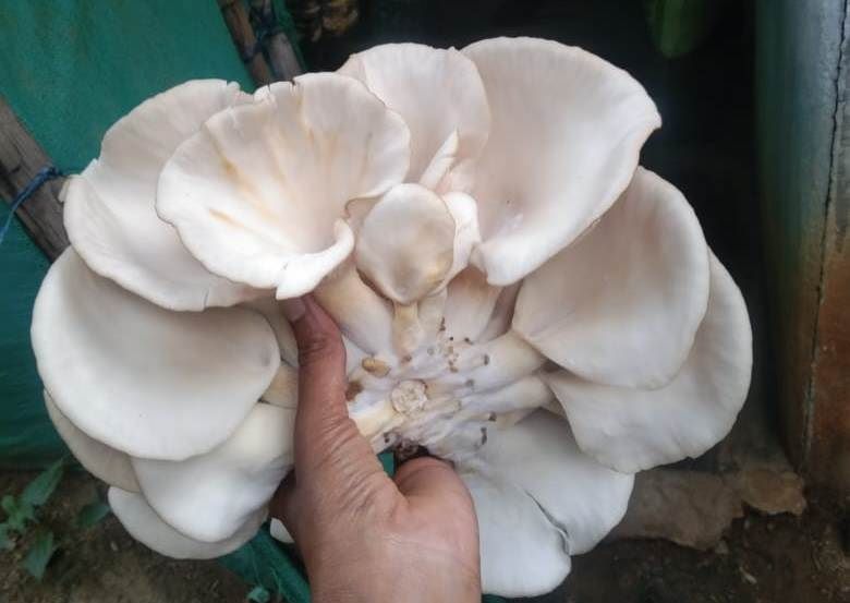 ಅಣಬೆ