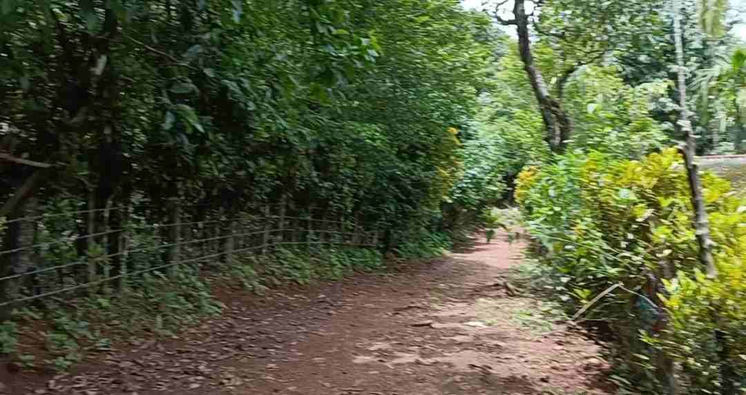 ಅರಣ್ಯ ನಿವಾಸಿಗಳ ಬದುಕು