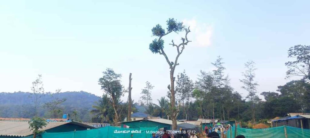 ಅರಣ್ಯ ಭೂಮಿ 1