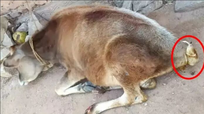 ಆಕಳು ಕರು