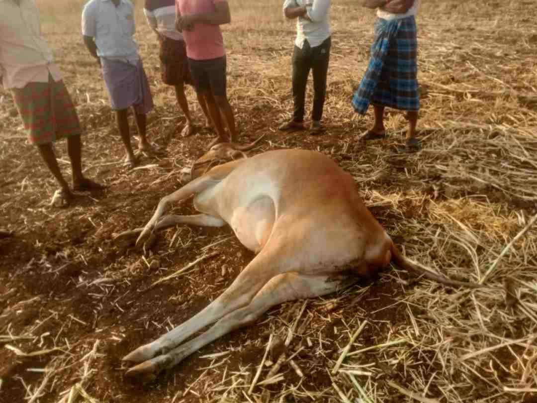 ಆಕಳು ಸಾವು