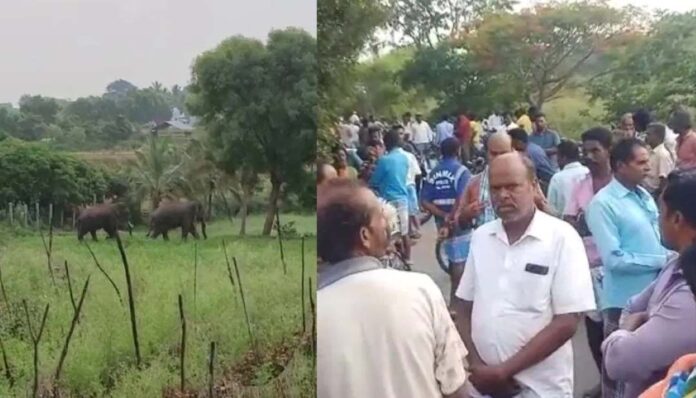 ಆನೆ ದಾಳಿಗೆ ಇಬ್ಬರ ಬಲಿ