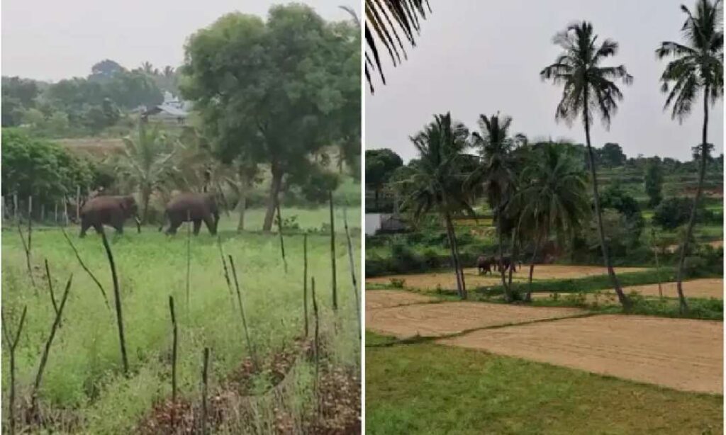 ಆನೆ ದಾಳಿಗೆ ಬಲಿ