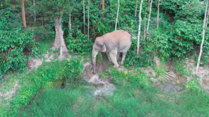 ಆನೆ ದಾಳಿಗೆ ವ್ಯಕ್ತಿ ಬಲಿ