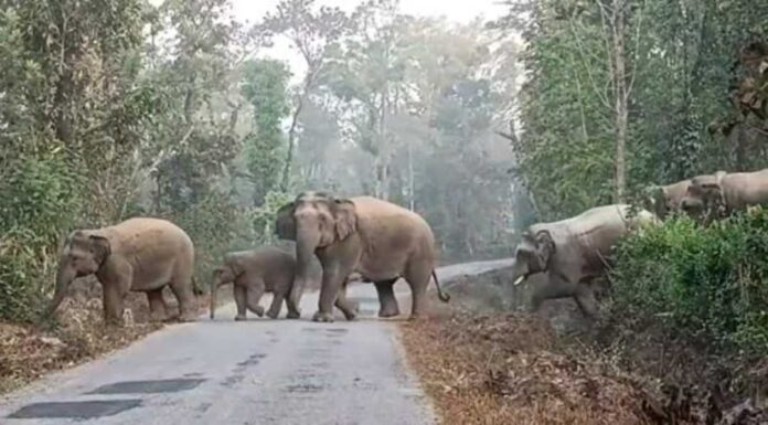ಆನೆ ಸಮಸ್ಯೆಗೆ ಬಿಜೆಪಿಯೇ ಕಾರಣ ಎಂದ ಯಾದಗಾರ್‌ ಇಬ್ರಾಹಿಂ