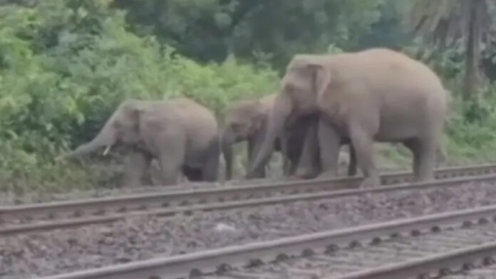 ರೈಲು, ಆನೆಗಳು, ಬಂಗಾಳ, Train, elephants, Bengal,