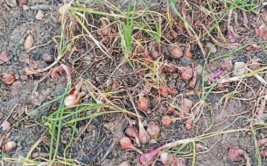 ಈರುಳ್ಳಿ 3