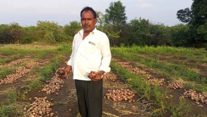 ಅಕಾಲಿಕ ಮಳೆಯಿಂದ ಈರುಳ್ಳಿ ಬೆಳೆ ಹಾನಿ