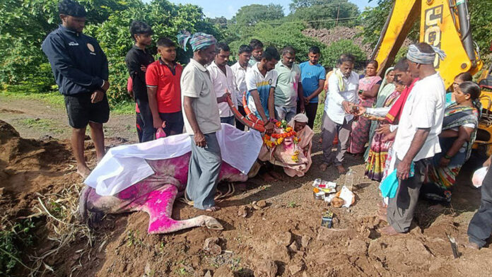 ಬೆಳಗಾವಿ, ಹೋರಿ, ಹಿಂದು ಸಂಪ್ರದಾಯ, ಅಂತ್ಯಕ್ರಿಯೆ, ಮುಸ್ಲಿಮರು, Belgaum, Hori, Hindu tradition, funeral, Muslims,