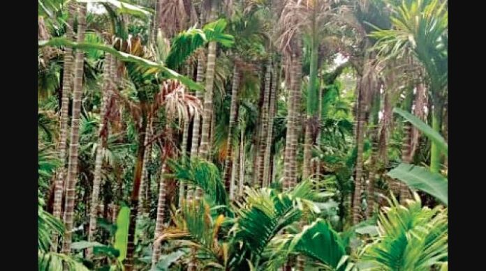 ಎಲೆಚುಕ್ಕಿ ರೋಗ