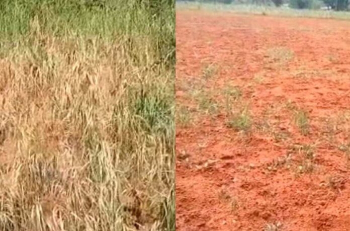 ಒಣಗಿದ ರಾಗಿ ಬೆಳೆ
