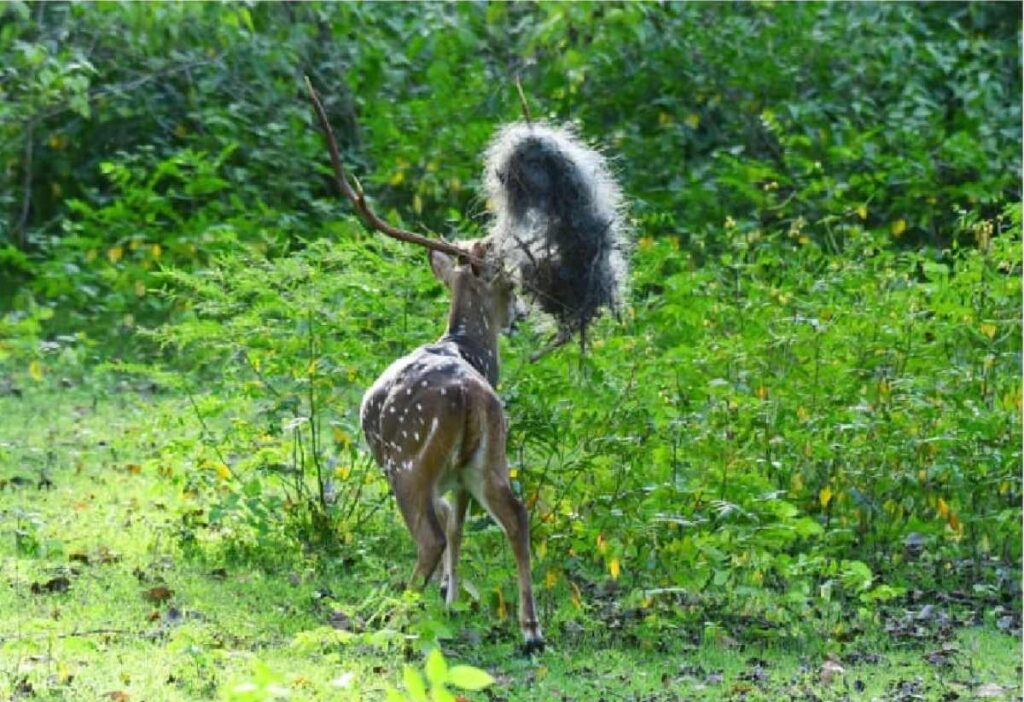 ಕಬಿನಿ ಜಿಂಕೆ