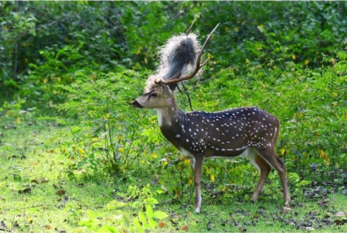 ಕಬಿನಿ ಜಿಂಕೆ