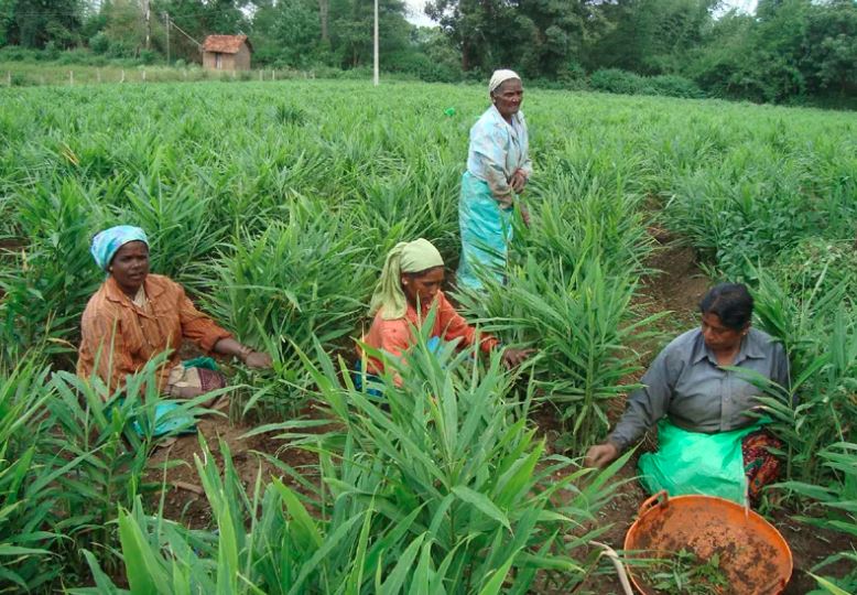 ಕಳೆ ತೆಗೆಯುವುದು