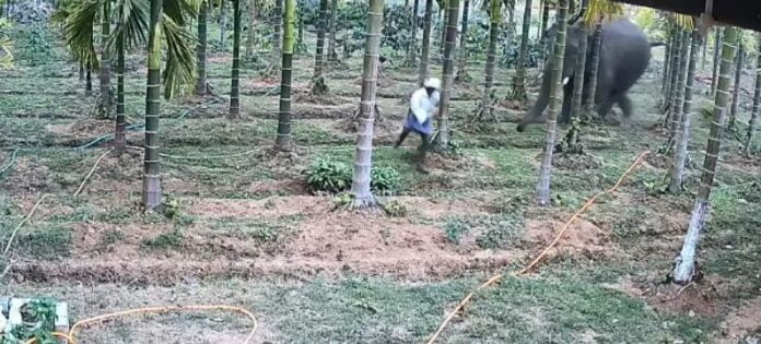ಕಾಡಾನೆ ದಾಳಿ
