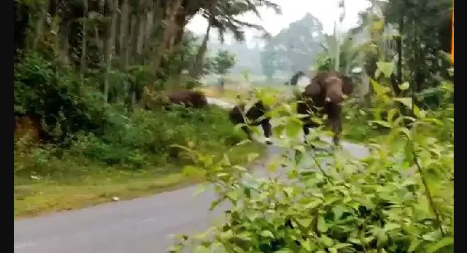 ಕಾಡಾನೆ ದಾಳಿಗೆ ತೋಟ ಧ್ವಂಸ