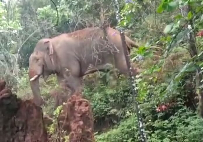 ಕಾಡಾನೆ - ಸಕಲೇಶಪುರ