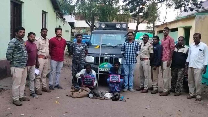ಕಾಡು ಬೆಕ್ಕು ಮೊಲಗಳ ಬೇಟೆ