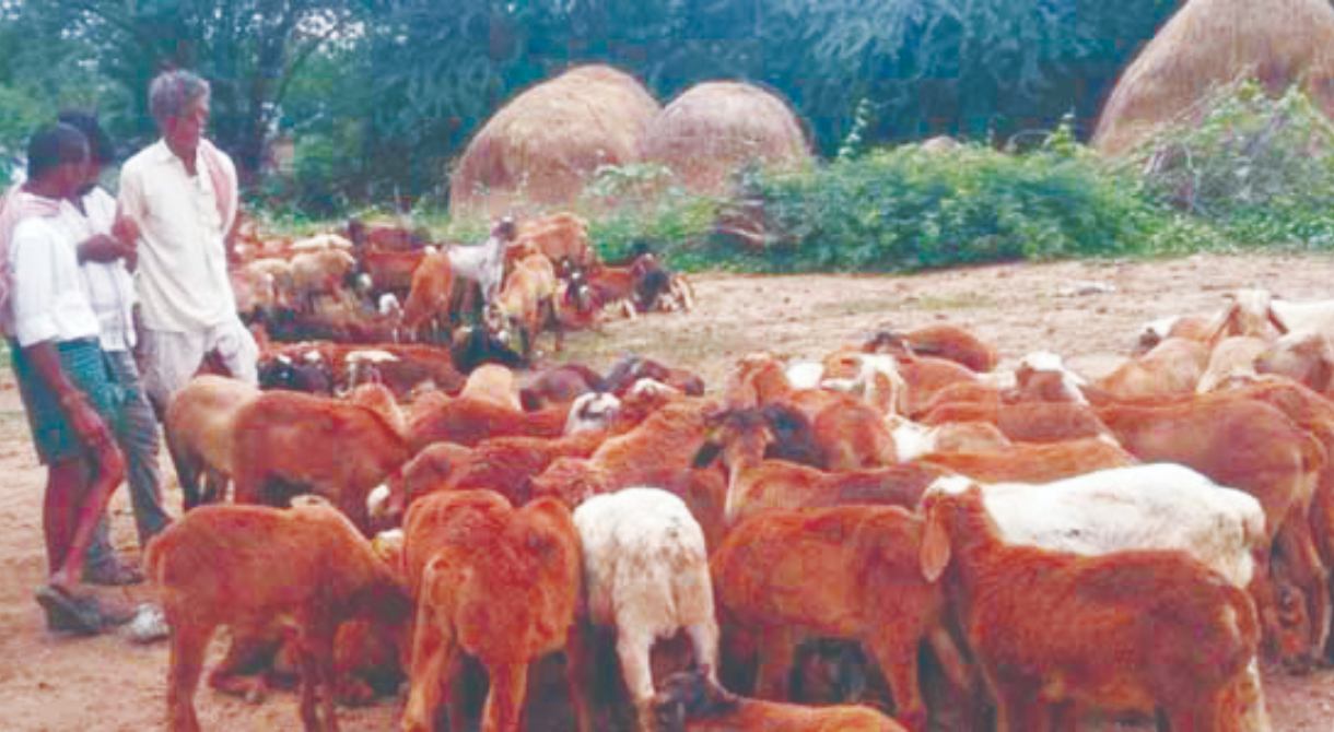 ಕಾಡುಗೊಲ್ಲರು