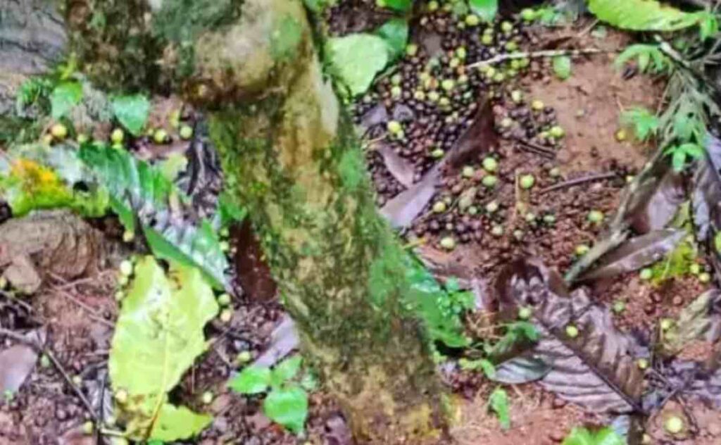 ಕಾಫಿಬೆಳೆ ಹಾನಿ 1
