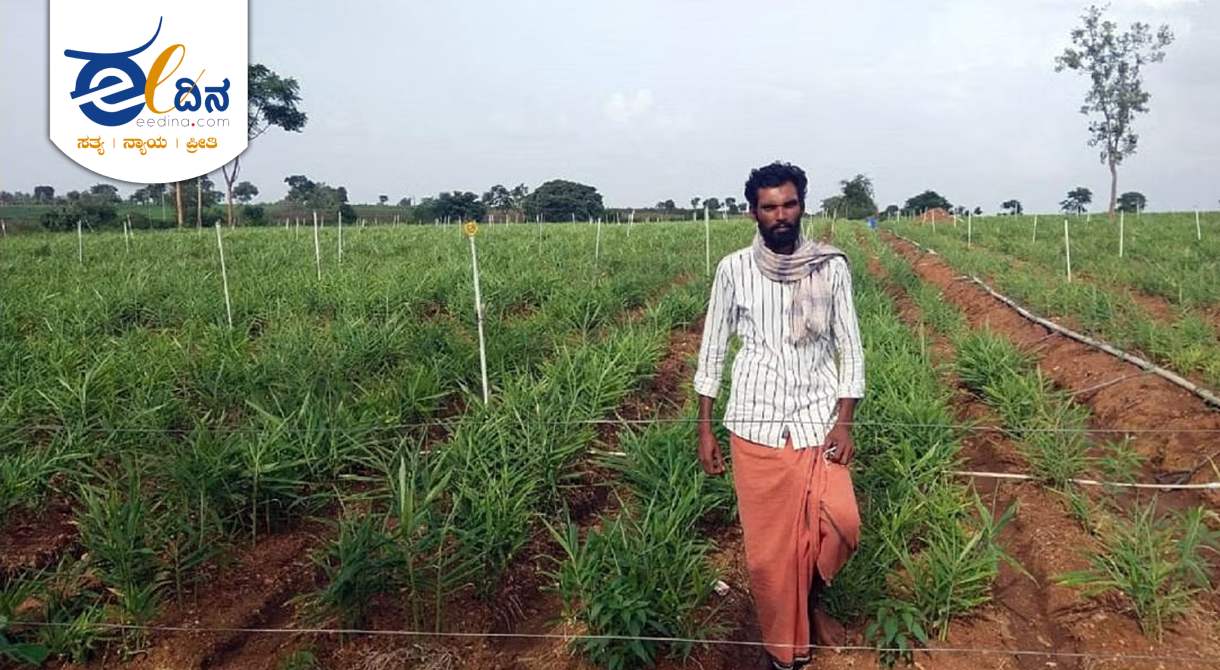 ಶುಂಠಿ ಬೆಳೆ